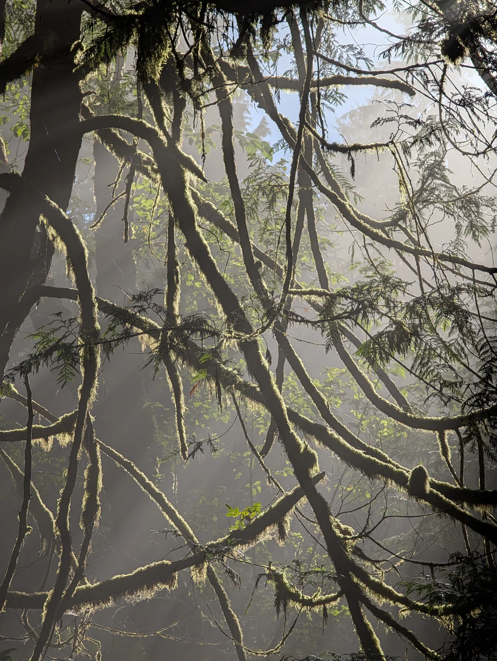 Cathedral of Moss