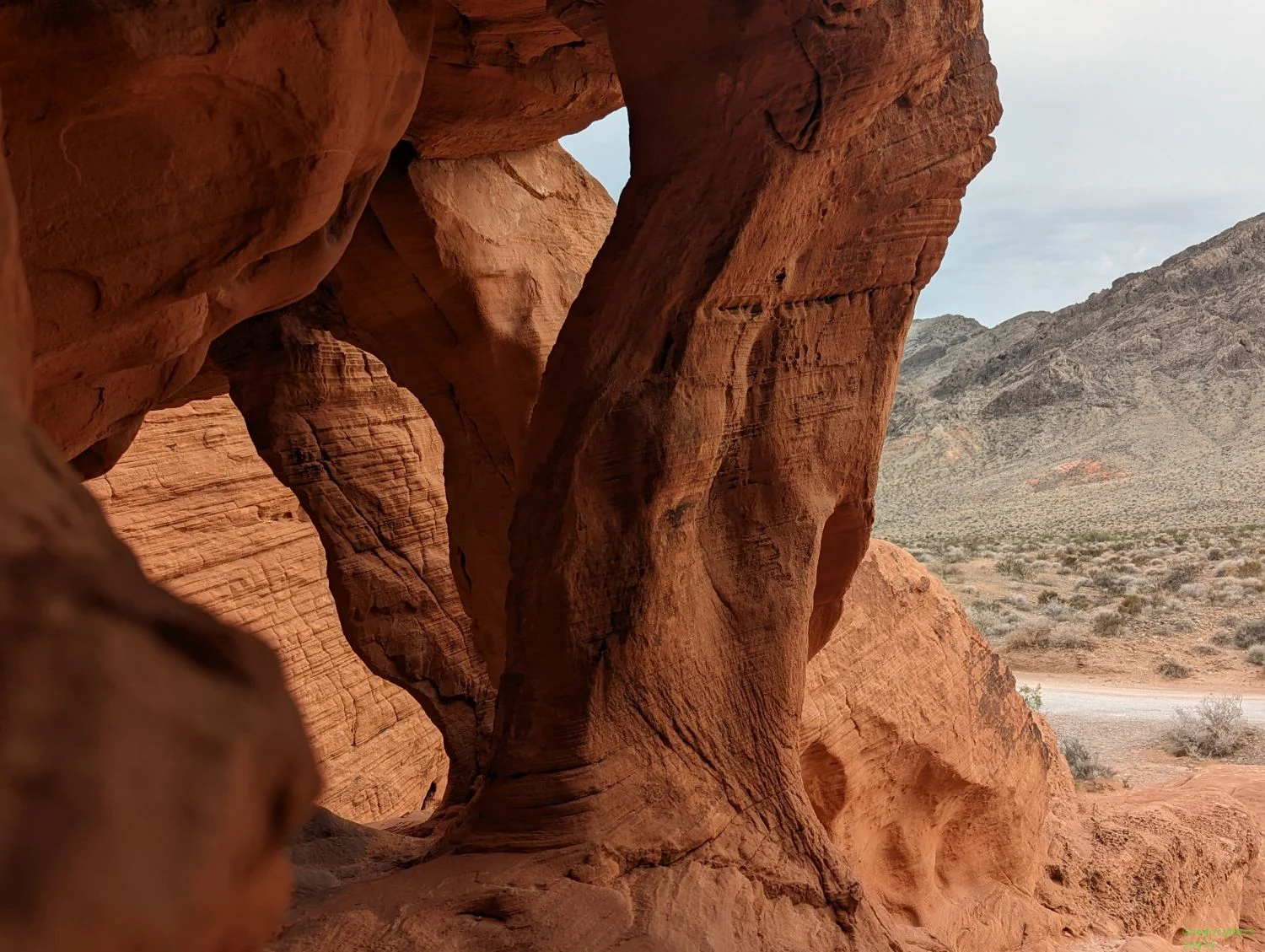 Nature's Jungle Gym
